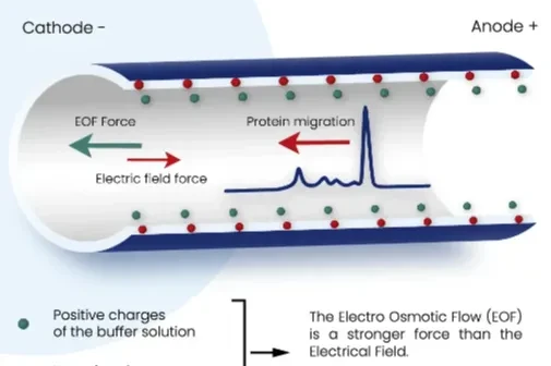 Capillary Electrophoresis
